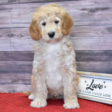 Goldendoodle Puppy Logan