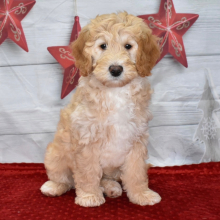Goldendoodle Puppy Logan