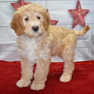 Goldendoodle Puppy Logan