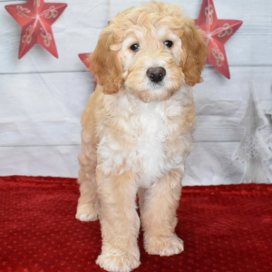 Goldendoodle Puppy Logan