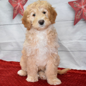 Goldendoodle Puppy Logan