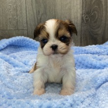 Shih Tzu Puppy Henry