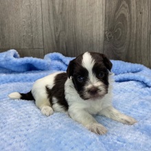 Havanese Puppy Theo