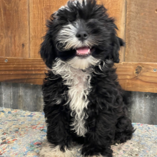 Shihpoo Puppy Wadell