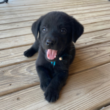 Labrador Retriever Puppy Zeb
