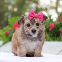 Morkie Puppy Zara