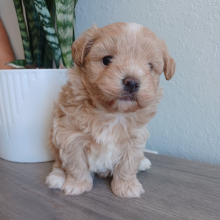 Maltipoo Puppy Pumpkin