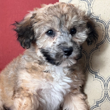 Bichonpoo Puppy Mille