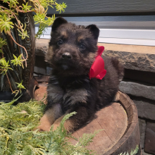 German Shepherd Dog Puppy Hunter