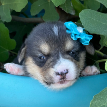 Pembroke Welsh Corgi Puppy Francine