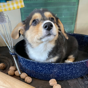 Pembroke Welsh Corgi Puppy Francine