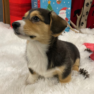 Pembroke Welsh Corgi Puppy Francine
