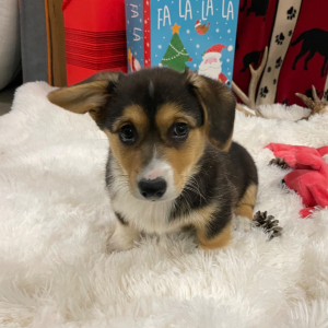 Pembroke Welsh Corgi Puppy Francine