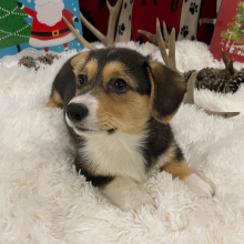 Pembroke Welsh Corgi Puppy Francine