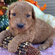 Labradoodle Puppy Bria