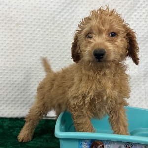 Labradoodle Puppy Bria