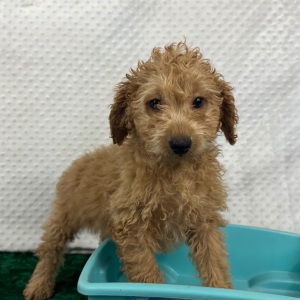 Labradoodle Puppy Bria