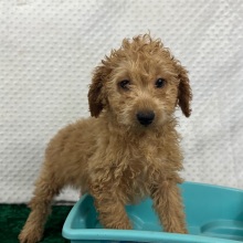 Labradoodle Puppy Bria