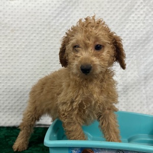 Labradoodle Puppy Bria