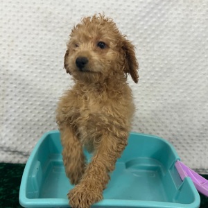 Labradoodle Puppy Bria