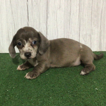 Dachshund Puppy Gloria