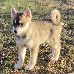 Pomsky Puppy Macchiato