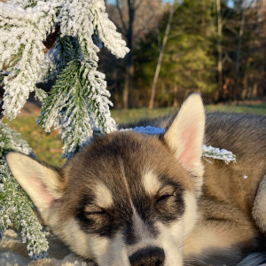 Pomsky Puppy Macchiato