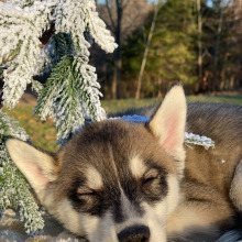 Pomsky Puppy Macchiato