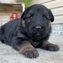 German Shepherd Dog Puppy Lilly