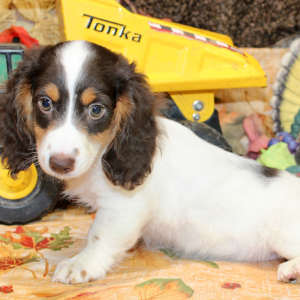Dachshund Puppy Abe