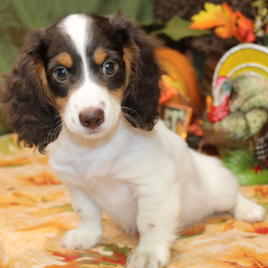 Dachshund Puppy Abe