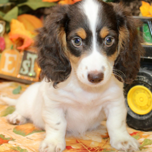 Dachshund Puppy Abe