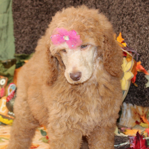 Poodle Puppy Danica