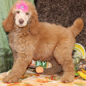 Poodle Puppy Danica