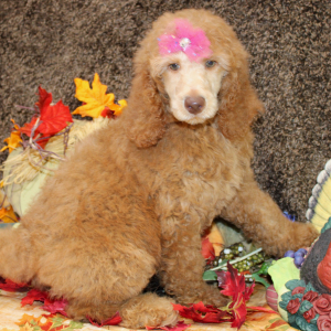 Poodle Puppy Danica