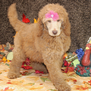 Poodle Puppy Danica