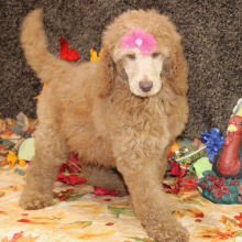 Poodle Puppy Danica