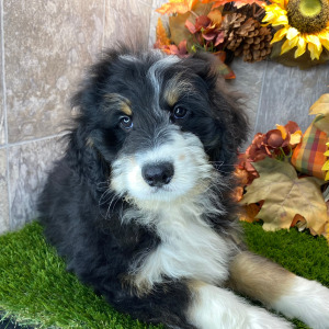 Bernedoodle Puppy Elvis
