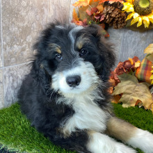 Bernedoodle Puppy Elvis