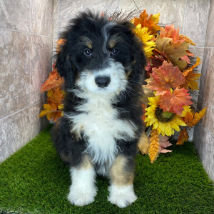 Bernedoodle Puppy Elvis