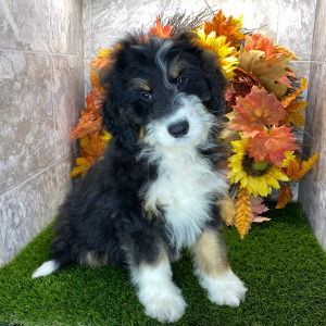 Bernedoodle Puppy Elvis