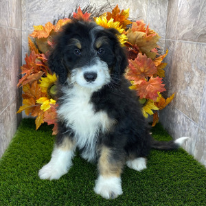 Bernedoodle Puppy Elvis