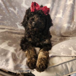 Goldendoodle Puppy Miss Bubbles