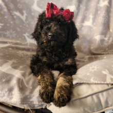Goldendoodle Puppy Miss Bubbles