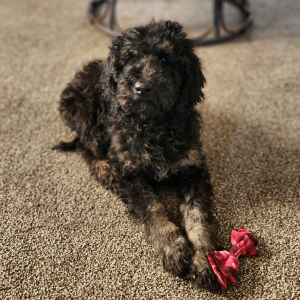Goldendoodle Puppy Miss Bubbles