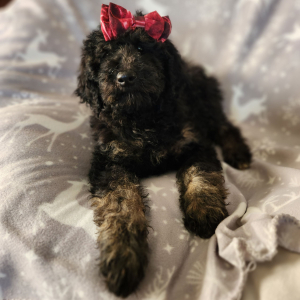 Goldendoodle Puppy Miss Bubbles