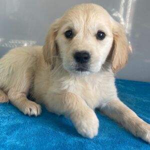 Golden Retriever Puppy Nancy