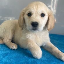 Golden Retriever Puppy Nancy