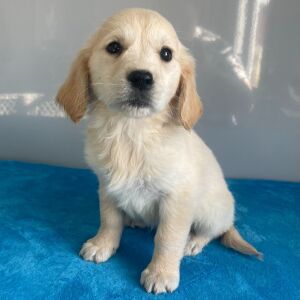 Golden Retriever Puppy Nancy
