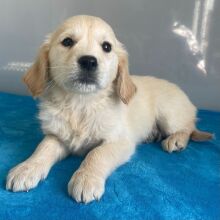 Golden Retriever Puppy Nancy